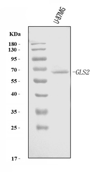 GLS2 Antibody