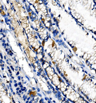 Anti-Ghrelin/GHRL Antibody