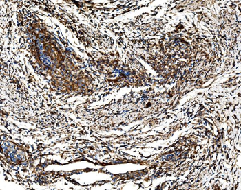 Anti-G3BP/G3BP1 Antibody
