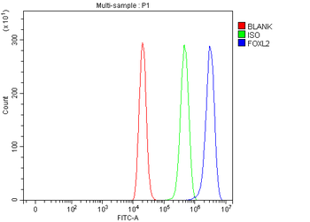 Anti-FOXL2 Antibody