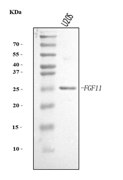 Anti-FGF11 Antibody