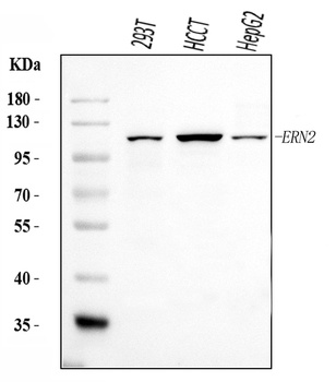 ERN2 Antibody
