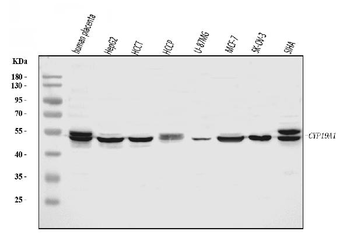 Anti-Aromatase/Cyp19a1 Antibody