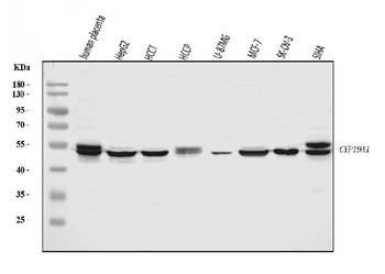 Aromatase/Cyp19a1 Antibody