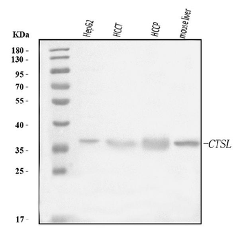 Anti-Cathepsin L/MEP/CTSL Antibody