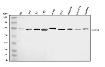 delta 1 Catenin/CAS/CTNND1 Antibody