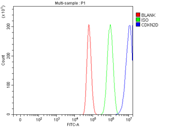 Anti-p19 INK4d/CDKN2D Antibody