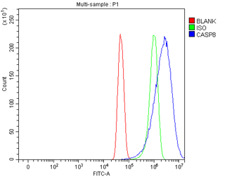 Anti-Caspase-8/CASP8 Antibody