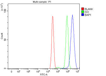 Anti-BAP1 Antibody