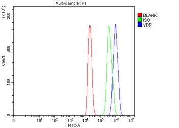 Vitamin D Receptor/VDR Rabbit Polyclonal Antibody