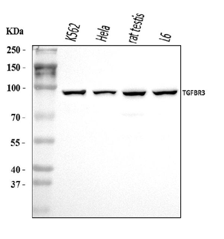Anti-TGF beta Receptor III/TGFBR3 Antibody