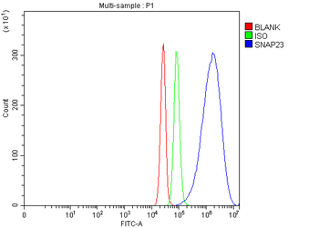 Anti-SNAP23 Antibody