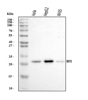 Anti-SDF2 Antibody