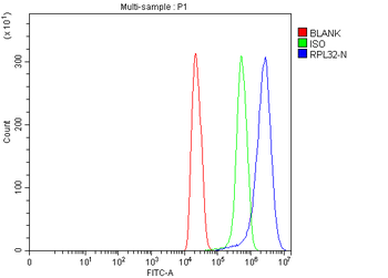 Anti-RPL32 Antibody