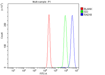 Anti-RAD18 Antibody