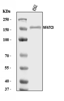 NFAT4/NF-ATc3/NFATC3 Antibody