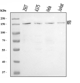 Anti-KIF7 Antibody