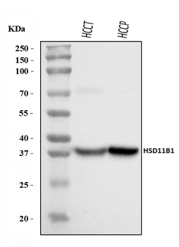 Anti-HSD11B1 Antibody