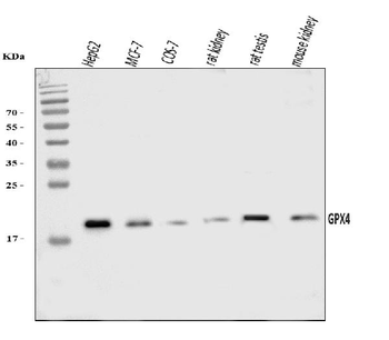 Anti-Glutathione Peroxidase 4/GPX4 Antibody
