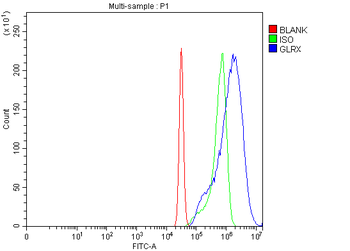 Anti-Glutaredoxin 1/GLRX Antibody