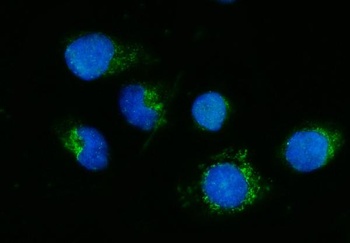 DPH5 Antibody