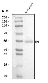 Anti-DLK-1/DLK1 Antibody
