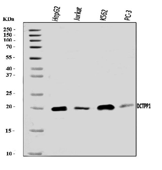 XTP3TPA/DCTPP1 Antibody