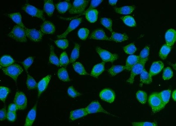 DCP1A Antibody