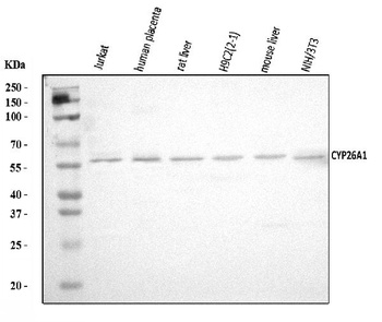 CYP26A1 Antibody