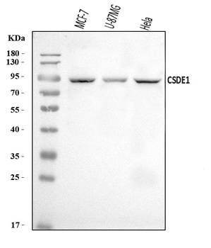 CSDE1/NRU Antibody