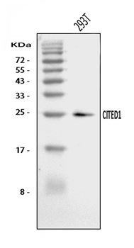 Anti-CITED1 Antibody