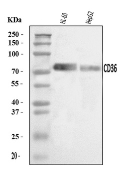 CD36 Antibody