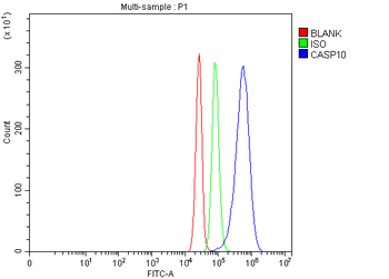Anti-Caspase-10/CASP10 Antibody