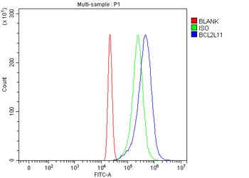Anti-Bim/BCL2L11 Antibody
