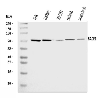 Anti-BACE1 Antibody