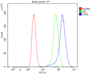 Anti-TTPA/TPP1 Antibody