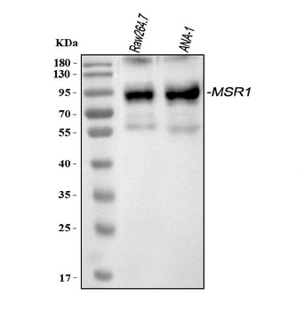 CD204/Msr1 Antibody