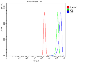 Anti-LSR Antibody