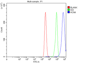 Anti-HCN4 Antibody