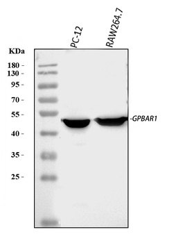 GPCR TGR5/GPBAR1 Antibody