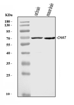 Choline Acetyltransferase/CHAT Antibody