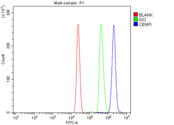 Anti-CENPI Antibody