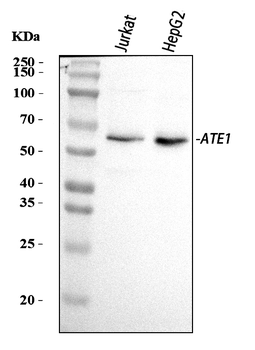 Anti-ATE1 Antibody