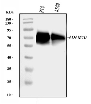 ADAM10 Antibody