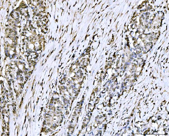 Anti-PC4/SUB1 Antibody (monoclonal, 6B5B10)