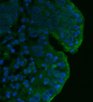 Anti-CD55 Antibody (monoclonal, 5B9E1)
