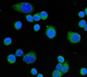 Anti-CD55 Antibody (monoclonal, 9F3A1)