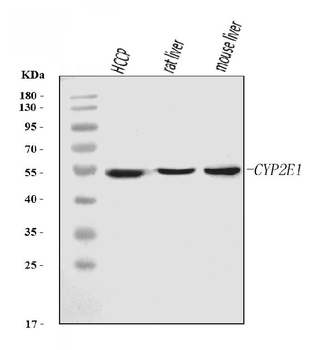 Cytochrome P450 2E1/CYP2E1 Antibody (monoclonal, 2C7G1)