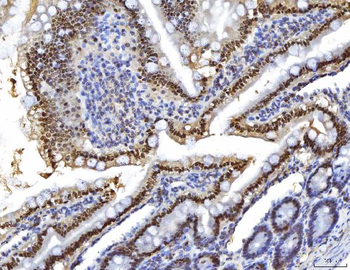 Anti-HNF-4-alpha Antibody (monoclonal, 6C8E9)