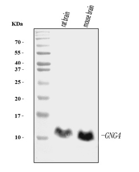 GNG4 Antibody (monoclonal, 7B6)